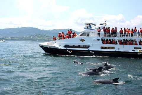 Amakusa Dolphin Viewing Sea Cruise Ticket | Kumamoto