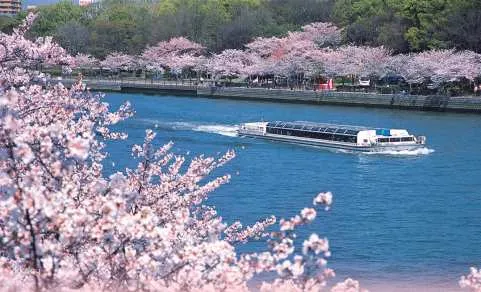 Kansai Cherry Blossom Day Tour (Includes 1 person) | Water Bus Cruise, Sewaritei Cherry Blossom Tunnel, Osaka Castle Park Thousand Cherry Blossoms, Kyoto Uji Stroll | Departs from Osaka