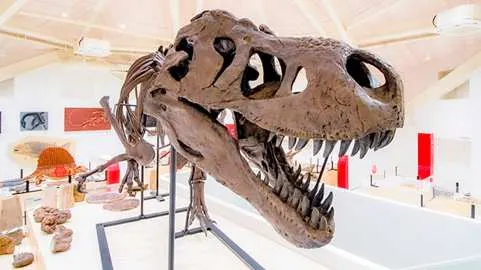 Genbudo Museum Ticket Reservation (Toyooka City, Hyogo Prefecture, Museum)