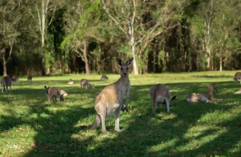 Kangaroos and Mountain Views Morning Tour | Gold Coast