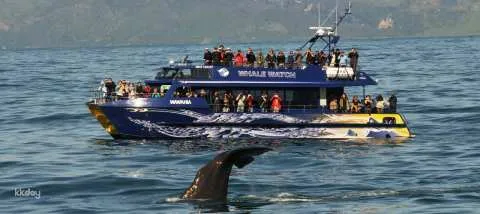 Kaikōura Whale Watching Tour | New Zealand