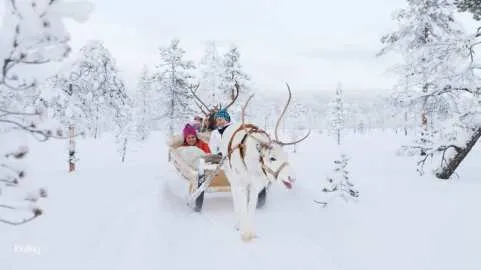 Animals Sleigh & Snowmobile Adventure in Rovaniemi | Finland